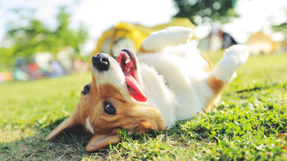 Doggy Day Out: Stark County's Most Popular Dog Parks | DeHOFF REALTORS