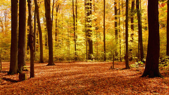 Family Hike Among Fall Leaves Around Stark and Summit Counties | DeHOFF REALTORS