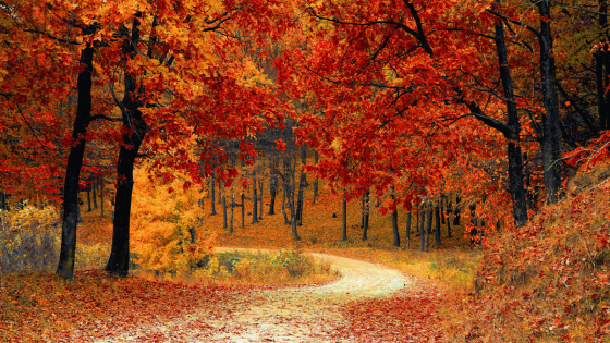 Must-See Locations Around North Canton for Autumn Leaves | DeHOFF REALTORS